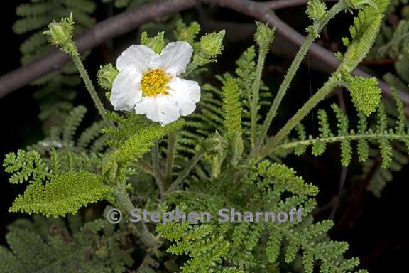 chamaebatia australis 1 graphic